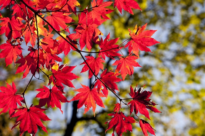 Seasonal Crafts